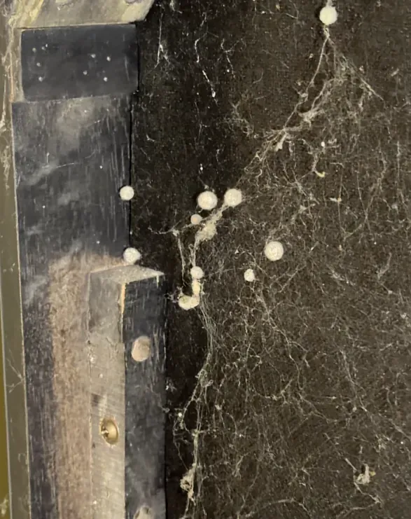 Dozens of spider egg sacs and webbing in the corner of a sofa frame