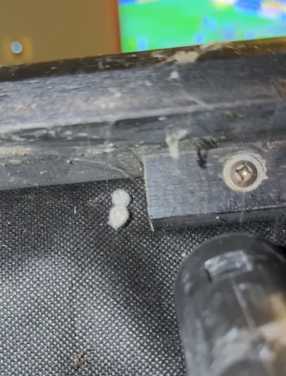 Vacuum nozzle beside spider egg sacs under a sofa frame